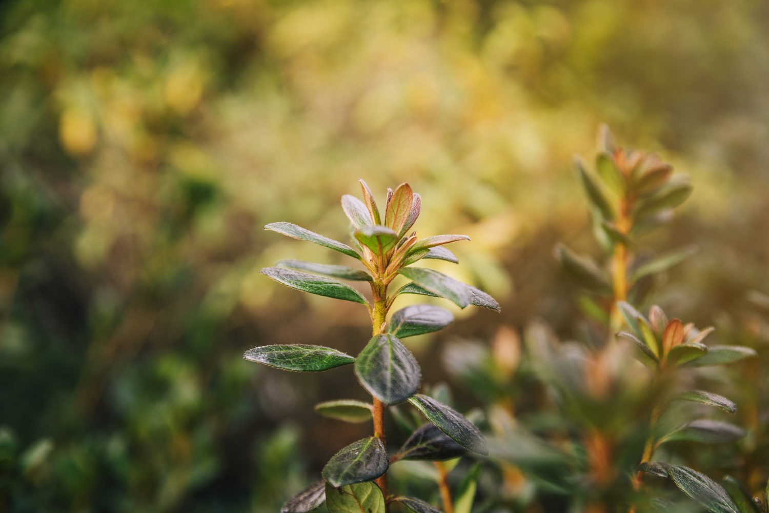 Healing herbs growing in warm natural light